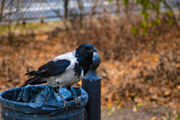 Black raven sits on the trash in the park.