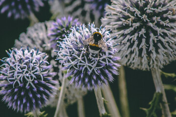 bee on a flower