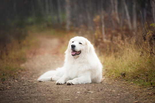Portrait of big beautiful maremma dog lying on the path in the autumn forest. Happy White fluffy Italian sheepdog