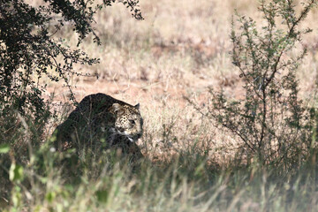 Leopard / Leopard / Panthera pardus.