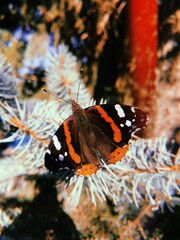 Fototapeta na wymiar Butterfly insect on brunch. Beautuful nature photography. Outdoors, summer, spring.