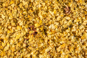 Autunno foglie gialle di Ginko Biloba