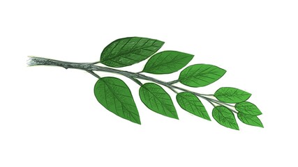 Illustration of Beautiful Fresh Green Leaves Isolated on A White Background.
