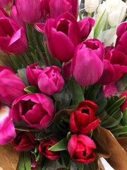 Pink red and white tulips bouquet macro  