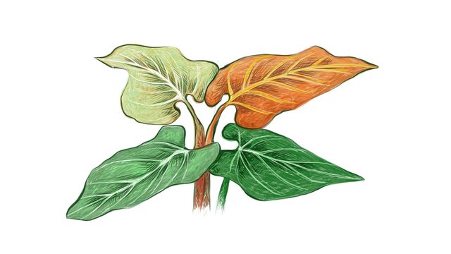 Ecology Concepts, Illustration of Elephant Ear, Philodendron or Colocasia Plants for Garden Decoration.

