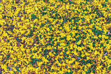 Yellow flowers of Caribbean trumpet tree (Tabebuia aurea) scattered on ground - Pembroke Pines, Florida, USA