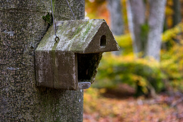 Bird's nest in the autumn forest near Pfrungener Ried