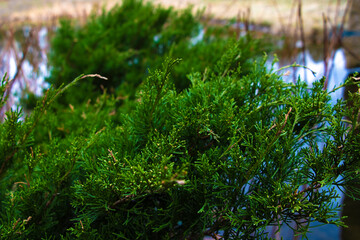 Green plants in spring or summer, the beginning of life after winter.