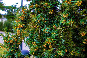Green plants in spring or summer, the beginning of life after winter.