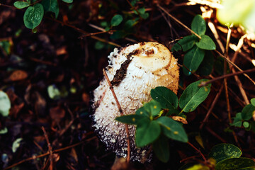 Manjares silvestres de otoño. Setas de tinta.