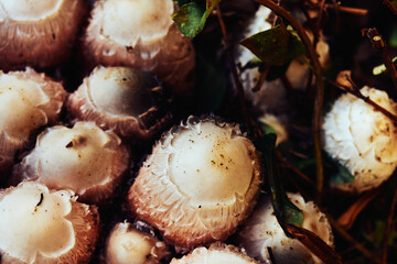 Manjares silvestres de otoño. Setas de tinta.