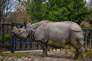 Naklejka premium View of a large rhino in the park for a walk.