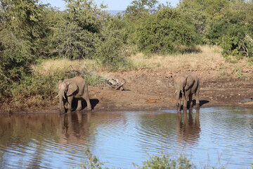 Obraz premium Afrikanischer Elefant / African elephant / Loxodonta africana
