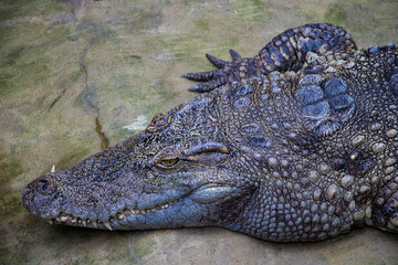 Close up on crocodile head with big teeth.