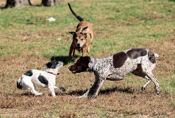 three dogs playing at the public dog park in Conroe, TX