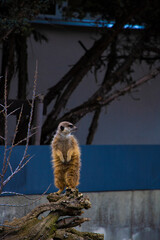 Meerkat family member Suricata suricatta on guard.