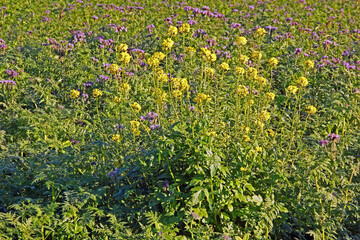 Feldblumen im November