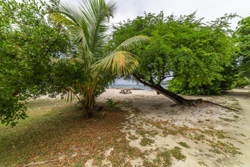 Saint Vincent and the Grenadines, Britannia bay beach, coconut palms, Mustique