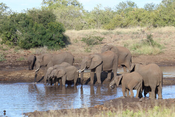 Obraz premium Afrikanischer Elefant / African elephant / Loxodonta africana.