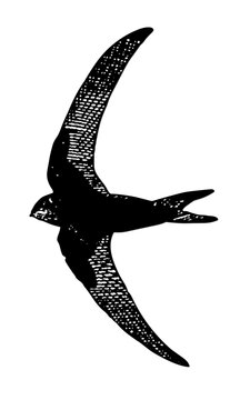 Martinet noir.