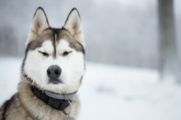 Fototapeta premium wolf like siberian husky dog head portrait eyes closed sitting in snow in a forest in winter