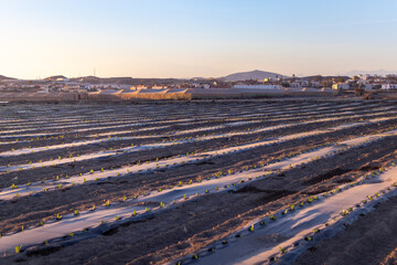 Vegetables plantation by the village Palomares, field planted with small vegetable seedlings, automatic watering system. Plastics covering the soil. Almería the garden of Europe, Andalusia, Spain