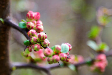 A twig of apple or plum blooming beautifully in spring or summer.