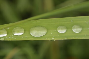 Water drops on freesh green grass close up