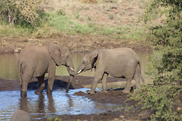 Obraz premium Afrikanischer Elefant / African elephant / Loxodonta africana
