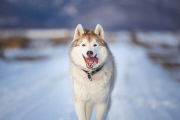 Happy Dog breed siberian husky running in the winter field on mountains background.