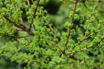Young green branches of juniper in spring, background.