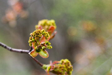 Young green sprigs of cherry in spring in the garden.