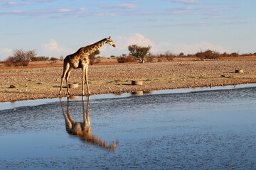Giraffe at the waterhole - Namibia Africa