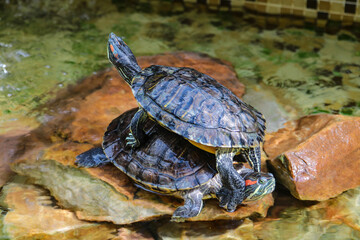 Trachemys scripta elegans. Decorative red-eared turtles are sitting on the rocks in an artificial...