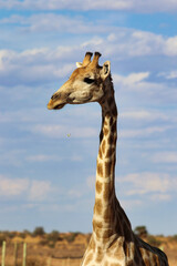 giraffe head - Namibia Africa