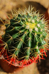 Cactus, Cactus thorns, Close up thorns of cactus, Cactus Background.