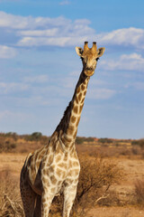 giraffe head - Namibia Africa