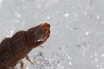 Cantharis fusca larvae on snow, italian alps.