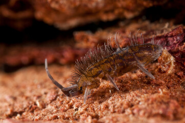 Slender springtail (Orchesella villosa).