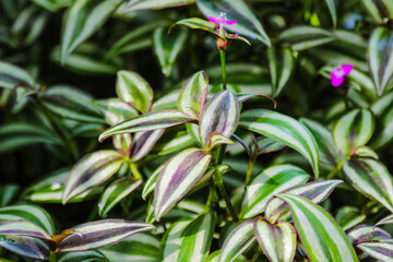 Leaf of inch plant ,Tradescantia zebrina, ornamental plants.