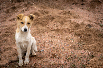 Young cute white-brown puppy.