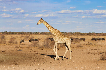 Obraz na płótnie Canvas giraffe with wildebeest - Namibia Africa