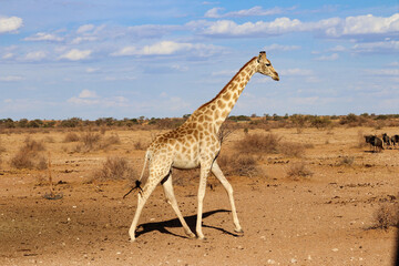 giraffe with wildebeest - Namibia Africa