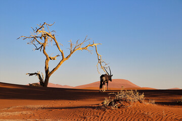 Oryx in Sossusvlei Namib Desert - Namib-Naukluft National Park, Namibia, Africa