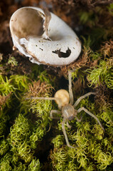 Northern yellow sac spider (Cheiracanthium mildei) male
