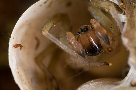 Northern yellow sac spider (Cheiracanthium mildei) male
