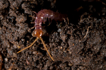 Centipede (Eupolybothrus sp.).