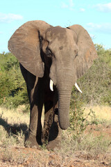 Fototapeta premium Afrikanischer Elefant / African elephant / Loxodonta africana