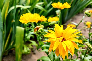 Closeup of yellow daisy flower in the garden, nature background.