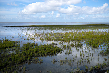 Fototapeta na wymiar Salzwiesen mit Salz-Schlickgras im Deichvorland an der Nordseeküste im Wattenmeer bei Norddeich - Stockfoto